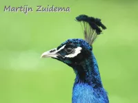 Pauw [Pavo cristatus]